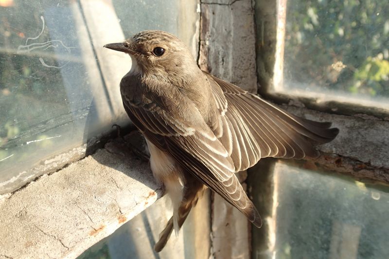 Attic Bird Removal Service