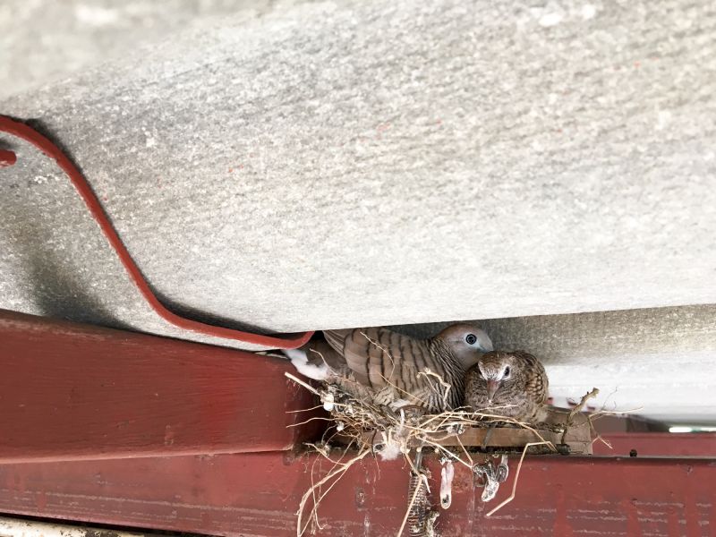 Attic Bird Removal Service