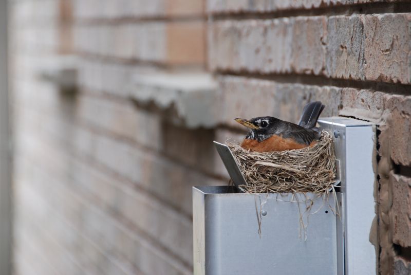 When Bird Nests Become A Structural And Health Concern For Homeowners