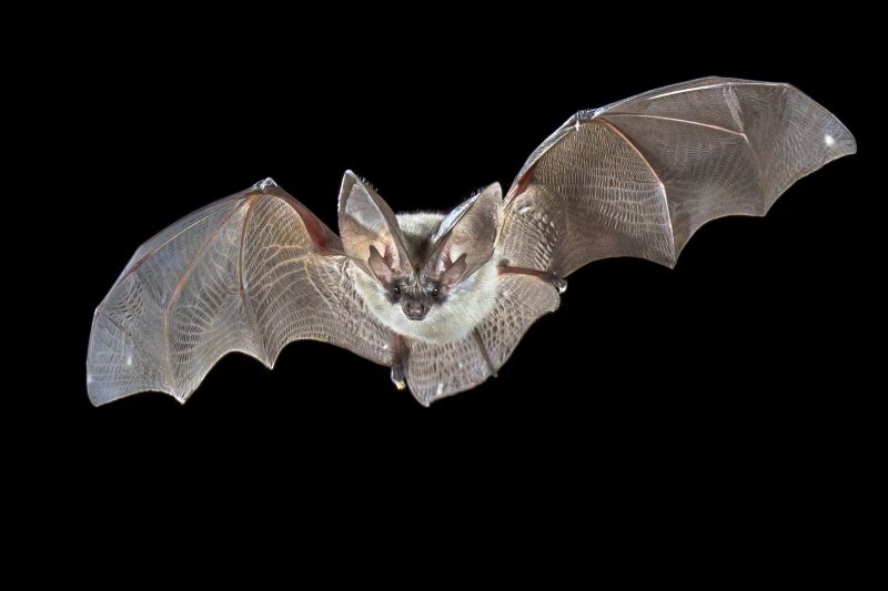 Why Professional Bird And Bat Pest Control Is Necessary