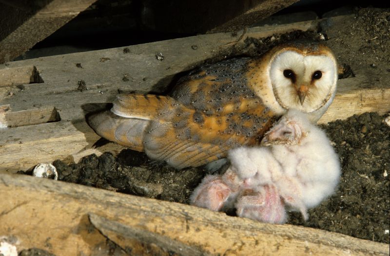 Attic Bird Removal Service